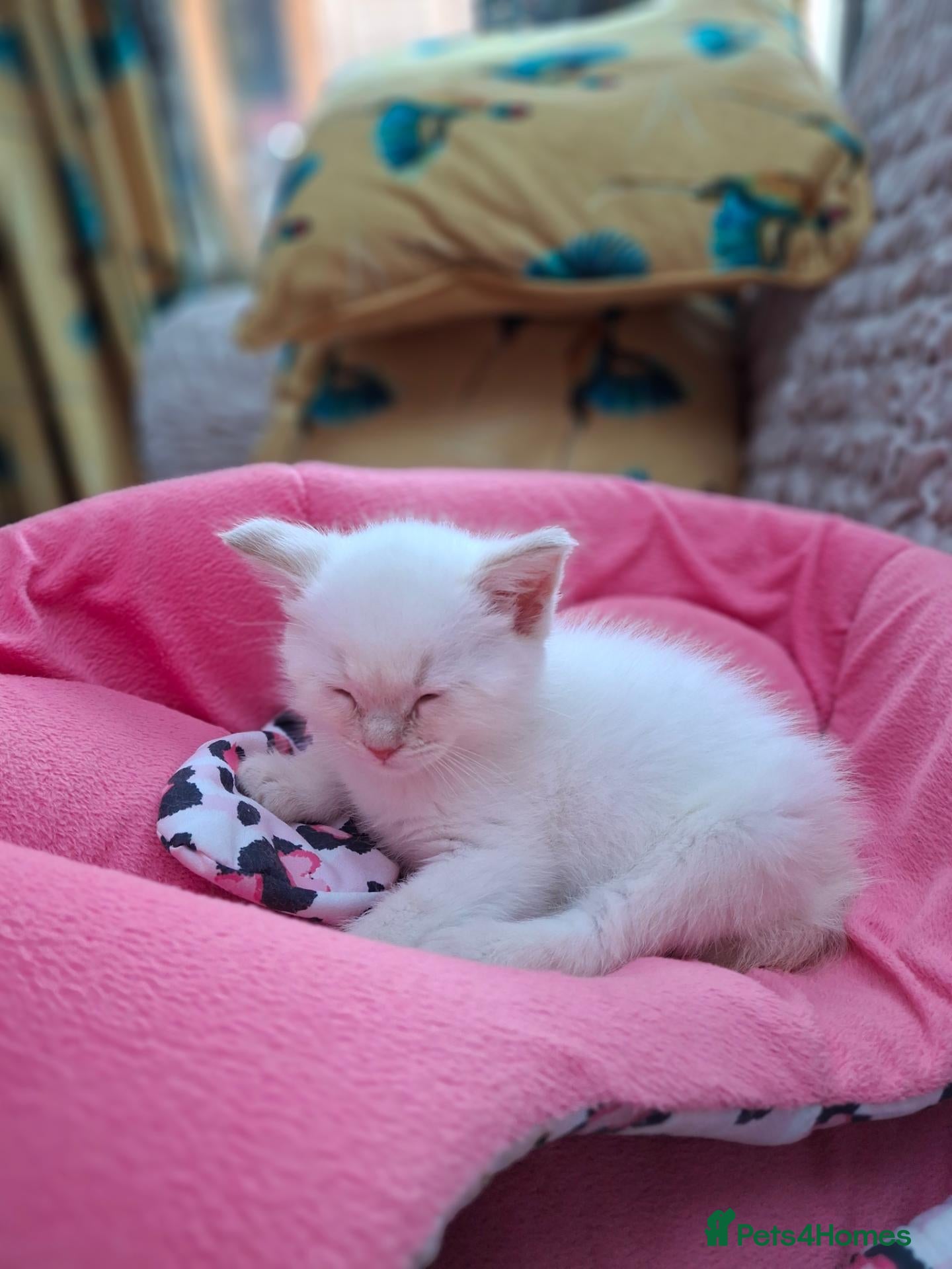 Siberian cats Beautiful  boy with blue eyes - Advert 1