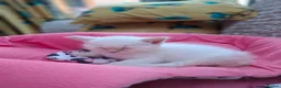 Siberian cats for sale: Beautiful  boy with blue eyes - Advert 3