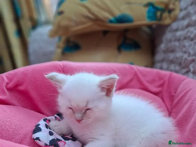 Siberian cats Spayed-Boy with blue eyes - Advert 4