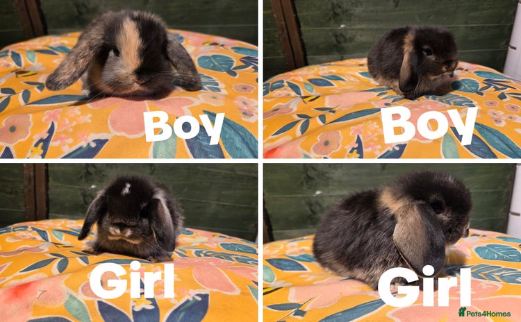 Mini Lop rabbits - Advert 1