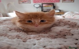 Maine Coon cats for sale: Absolutely Beautiful Half Maine Coon Male Kitten - Image 10