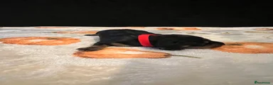 Miniature Dachshund 6