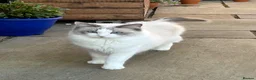 Ragdoll cats for sale: Beautiful Ragdoll Kittens in Durham - Advert 1