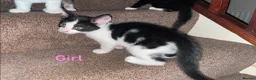 European cats for sale: Kittens ready to go  - Advert 6