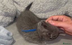 British Shorthair cats for sale: REDUCED!!! Stunning British Short Hair Kittens - Image 19