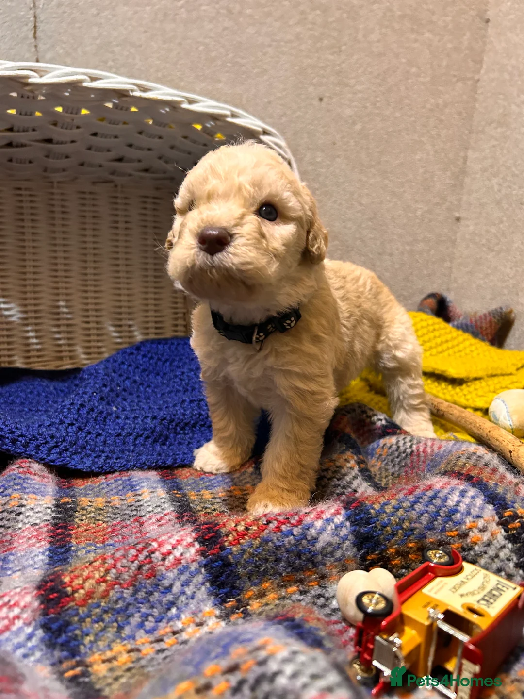 Lagotto Romagnolo dogs for sale: Spring Lagotto Romagnolo puppies - Advert 17