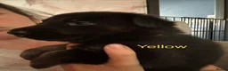 German Shepherd dogs for sale: German Shepherd Puppies  - Advert 3