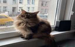 Maine Coon cats for sale: 11 year old Maine coon girl for rehome - Image 10