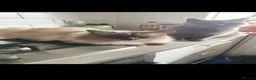 Ragdoll cats for sale: Ragdoll x British Shorthair  - Advert 3