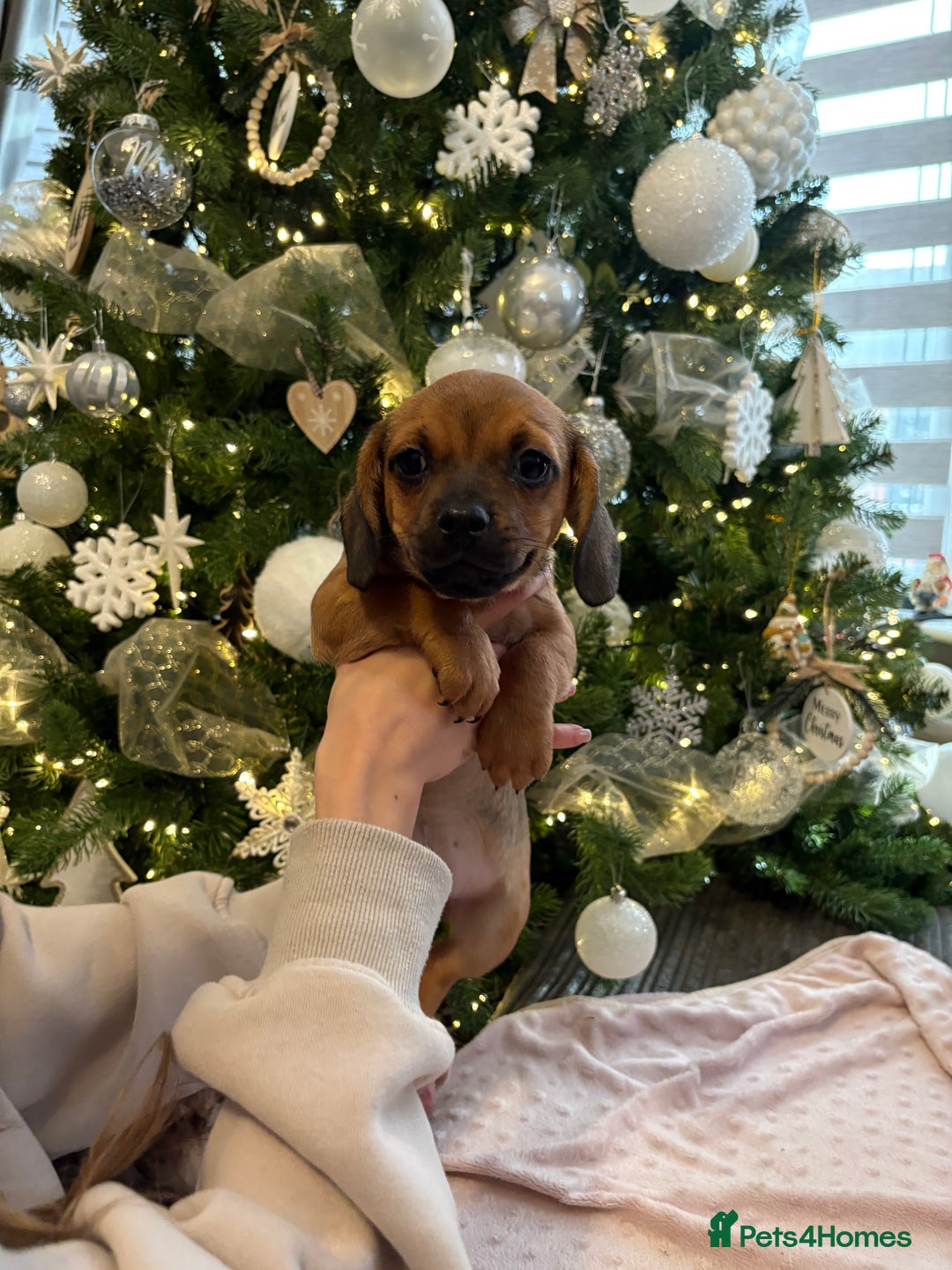 Mixed Breed dogs for sale: Pug x Miniature Dachshund  - Advert 3