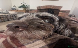 Labradoodle dogs for sale: Meet Elton – Our Beautiful Labradoodle  - Image 14
