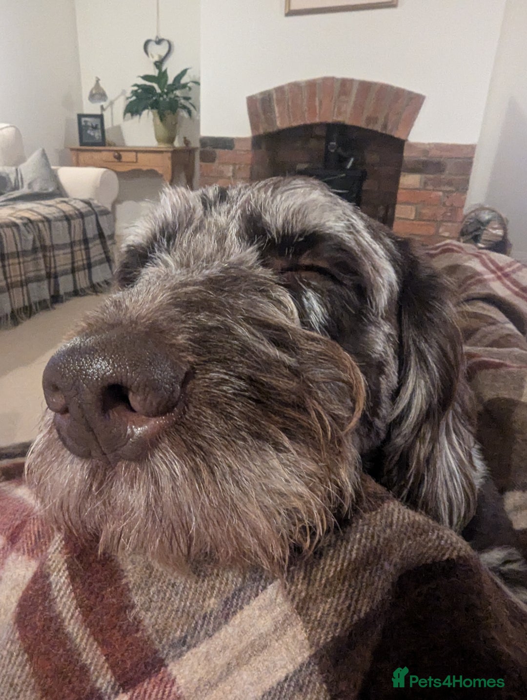 Labradoodle dogs for sale: Meet Elton – Our Beautiful Labradoodle  - Image 14