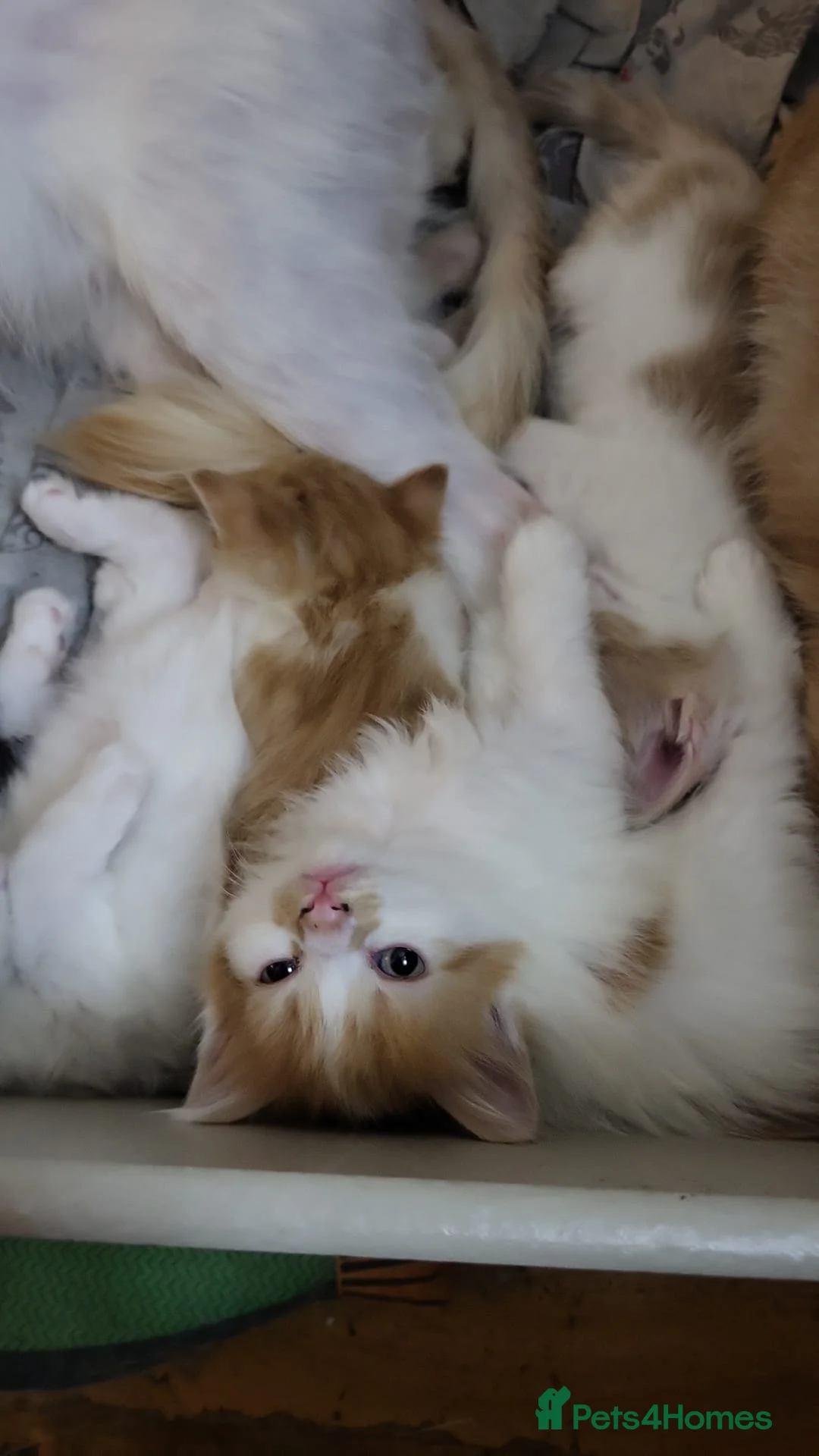 Mixed Breed cats for sale: Kittens for sale - Advert 11