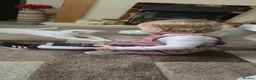 Turkish Angora cats for sale: Turkish Angora in Worksop - Advert 4