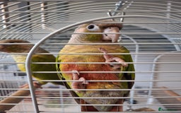 Conures birds for sale: Pineapple Conures - Image 2