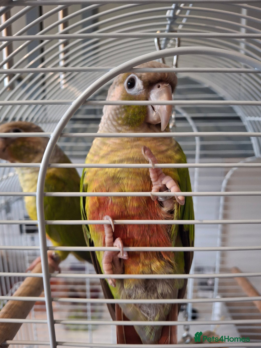 Conures birds for sale: Pineapple Conures - Image 2