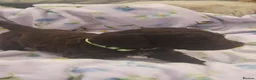 Cockapoo dogs for sale: Exceptional F1 cockapoo puppies  - Advert 12