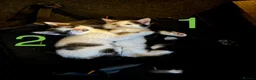 Mixed Breed cats for sale: 4 Ragoll-cross kittens available  - Advert 1