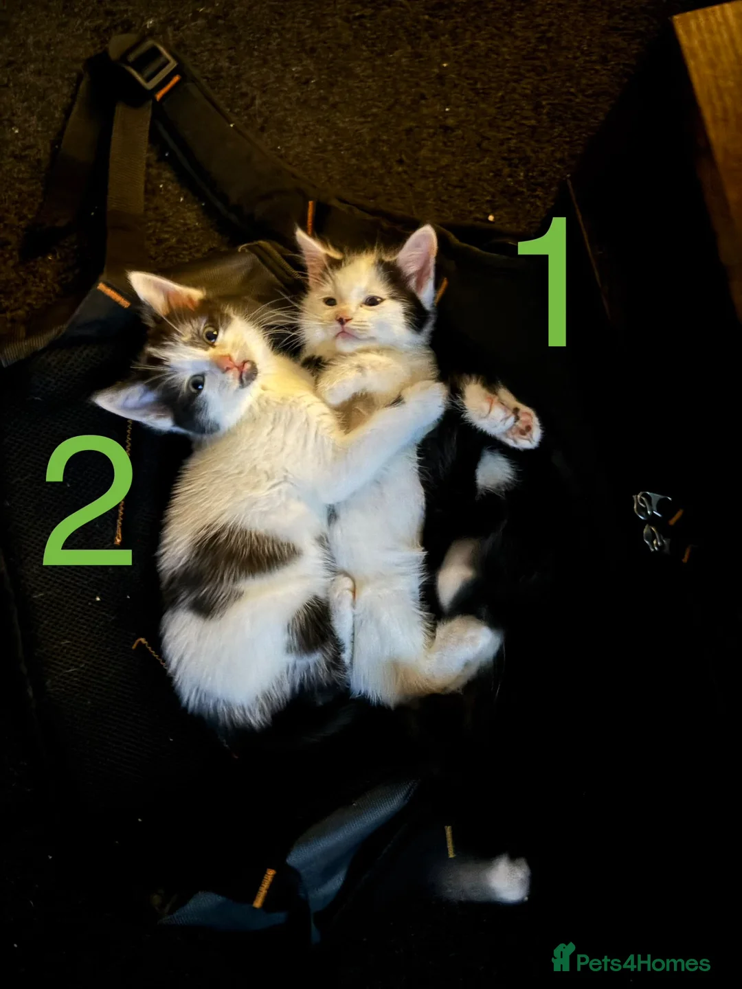 Mixed Breed cats for sale: 4 Ragoll-cross kittens available  - Advert 1