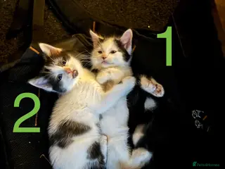 Mixed Breed cats 4 Ragoll-cross kittens available - Advert 5
