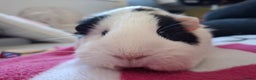 Guinea Pig rodents for sale: Two Beautiful Female Guinea Pigs - Advert 5