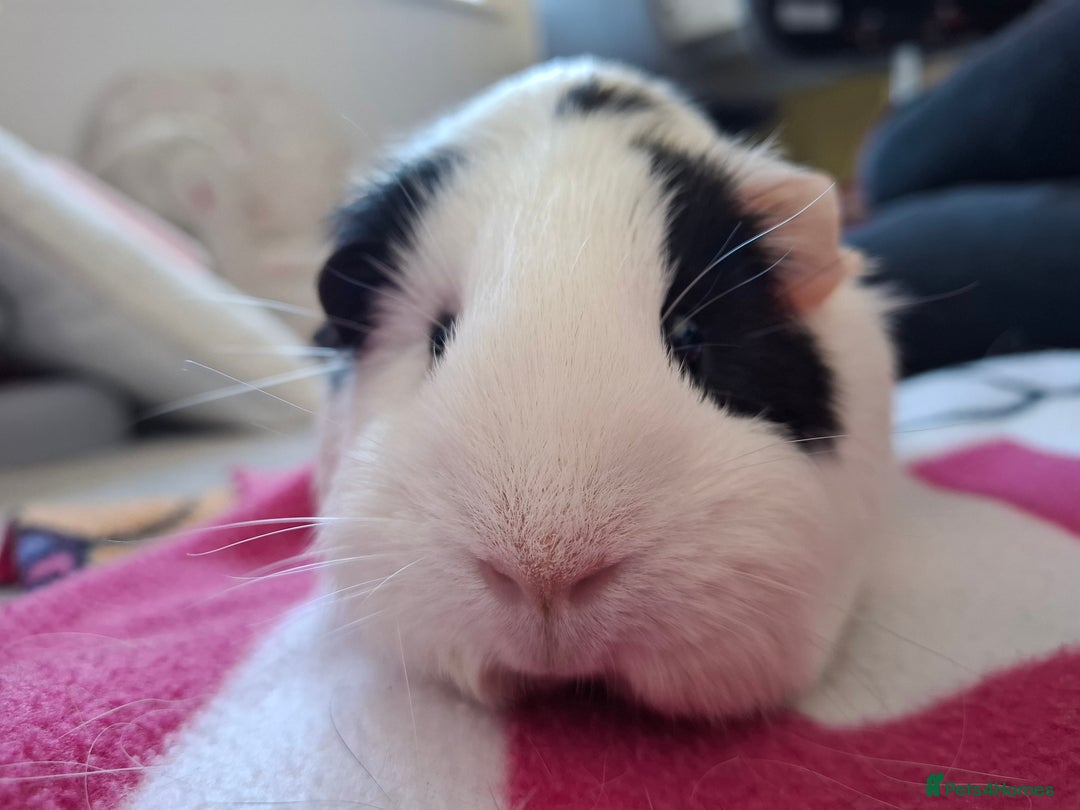Guinea Pig rodents for sale: Two Beautiful Female Guinea Pigs - Advert 5