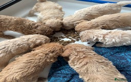 Cockapoo dogs for sale: Wonderful snuggle buddy  - Image 9