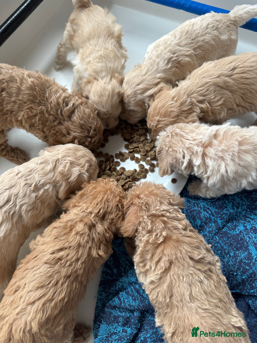 Cockapoo dogs for sale: Wonderful snuggle buddy  - Image 9