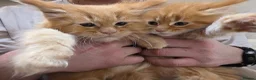 Maine Coon cats for sale: Maine Coon Kittens–Large Bloodline – Ready Now 🐾 - Advert 23