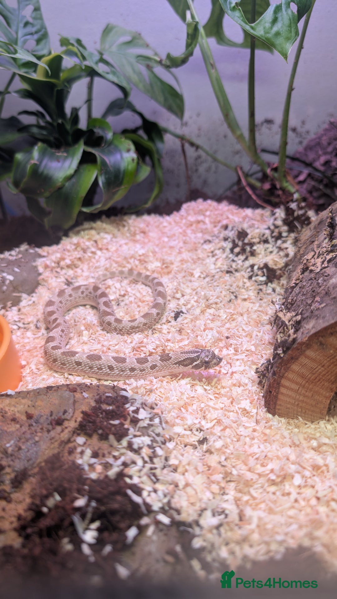 Snake reptiles for sale: Hognose snake - Image 2