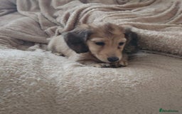 Dachshund dogs for sale: Miniature dachshunds - Image 28