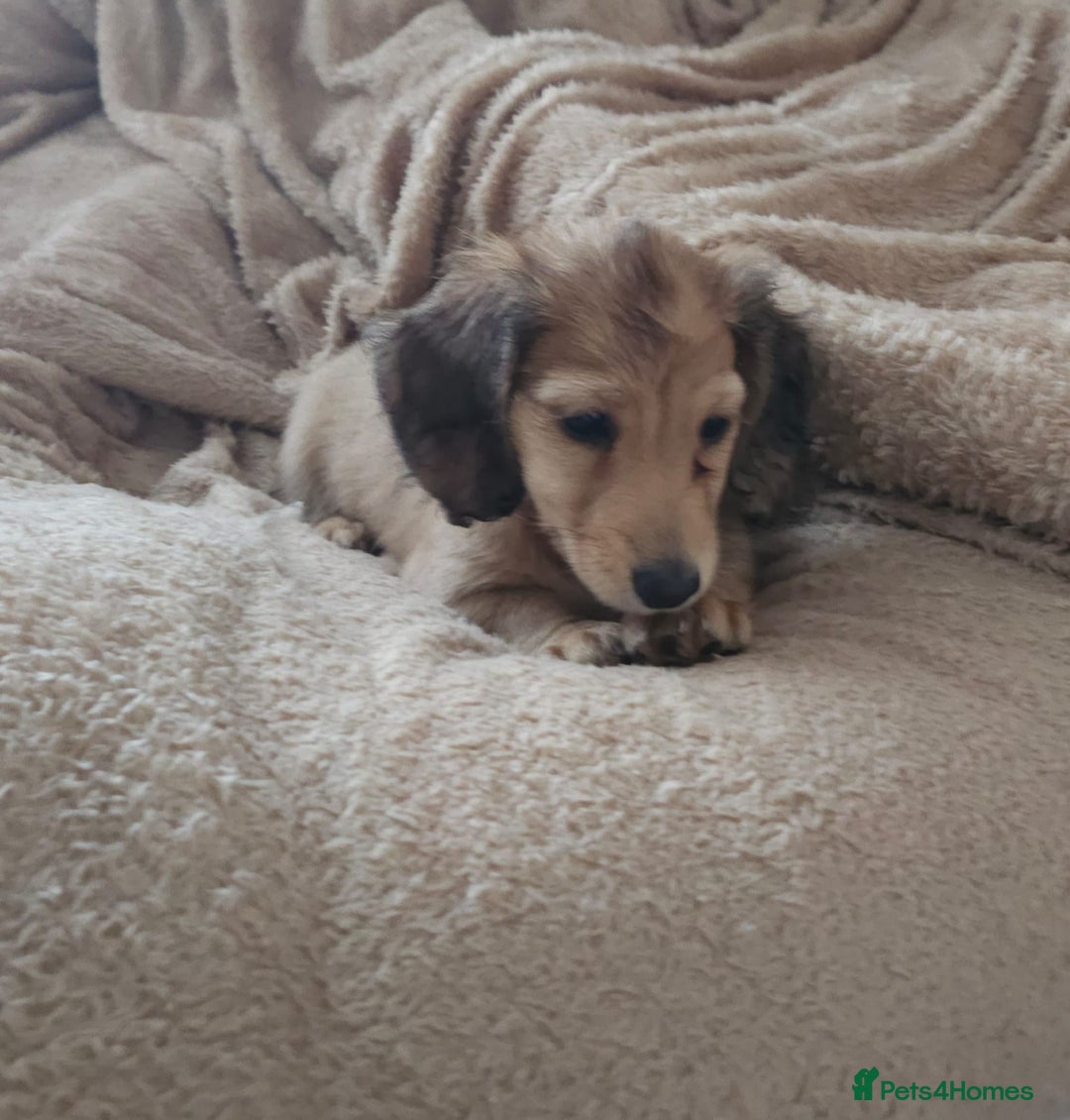 Dachshund dogs for sale: Miniature dachshunds - Image 28