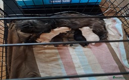 Mixed Breed dogs for sale: Cross puppies for sale  - Image 2