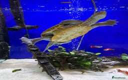 Terrapin reptiles for sale: 2 diamond back terrapins  - Image 3