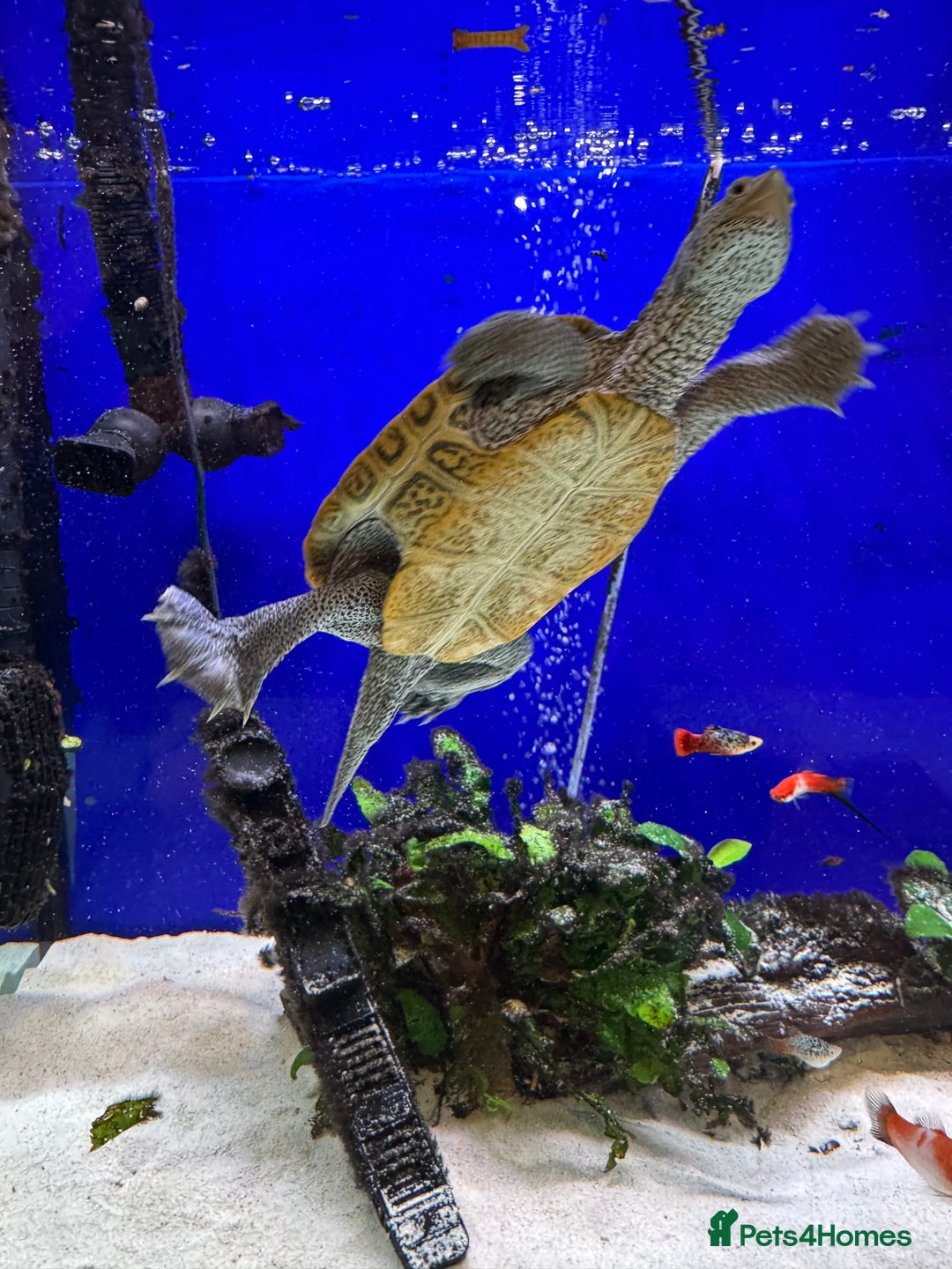 Terrapin reptiles for sale: 2 diamond back terrapins  - Image 3