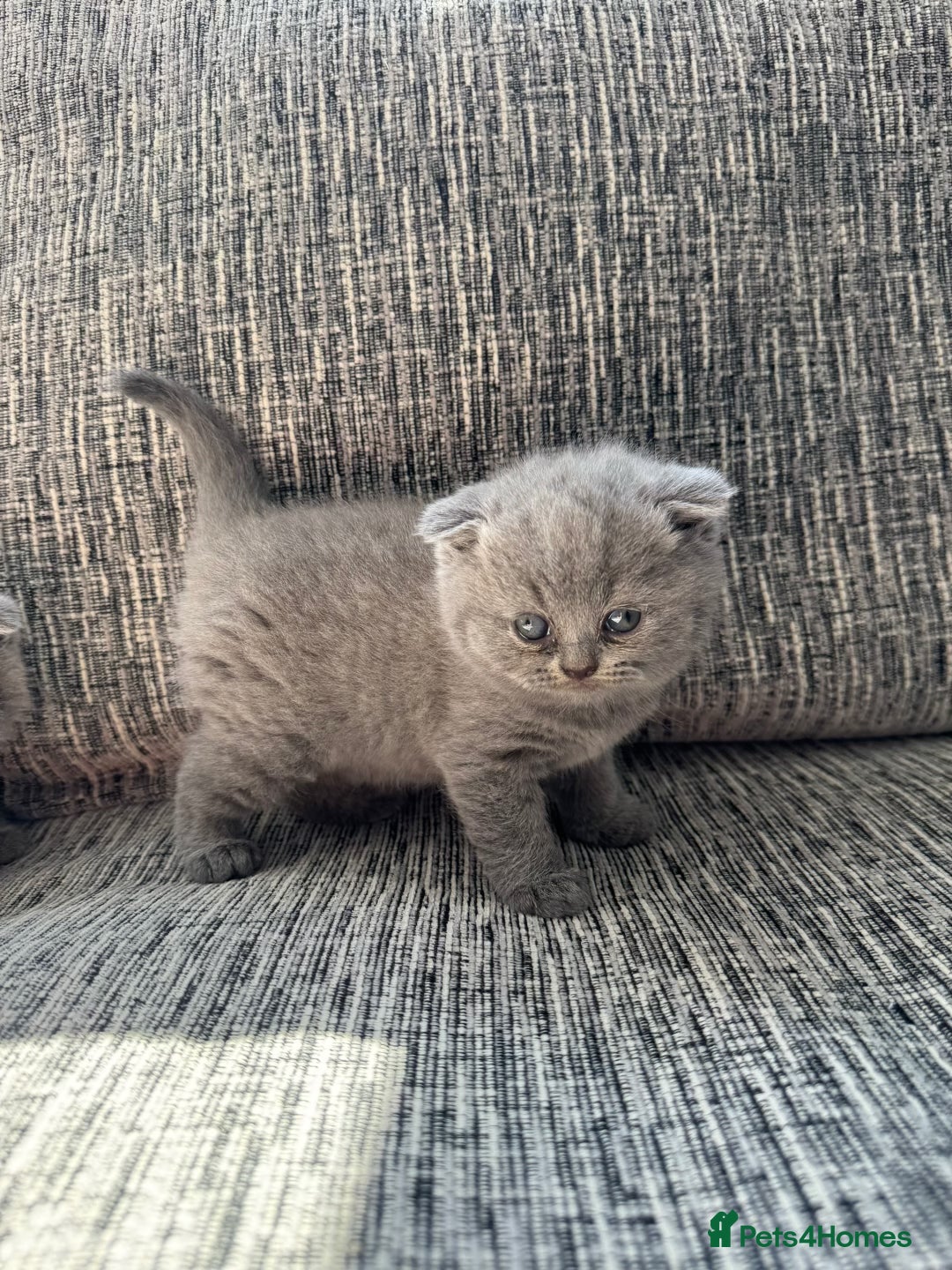 Scottish Fold cats for sale: Beautiful TICA reg Scottish Fold/Straight Kittens  - Image 10