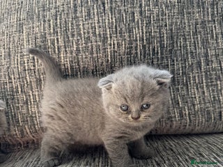 Scottish Fold cats - Advert 1