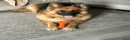 German Shepherd dogs for sale: Maui the Germanshep - Advert 1