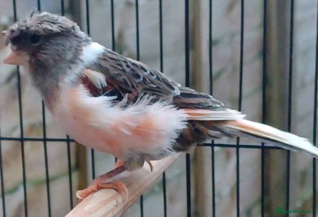 Canaries birds for sale: HARLEQUIN RED FACTOR PORTUGUESE CREASTED  - Advert 1