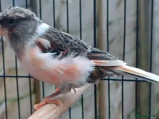 Canaries birds HARLEQUIN RED FACTOR PORTUGUESE CREASTED - Advert 2