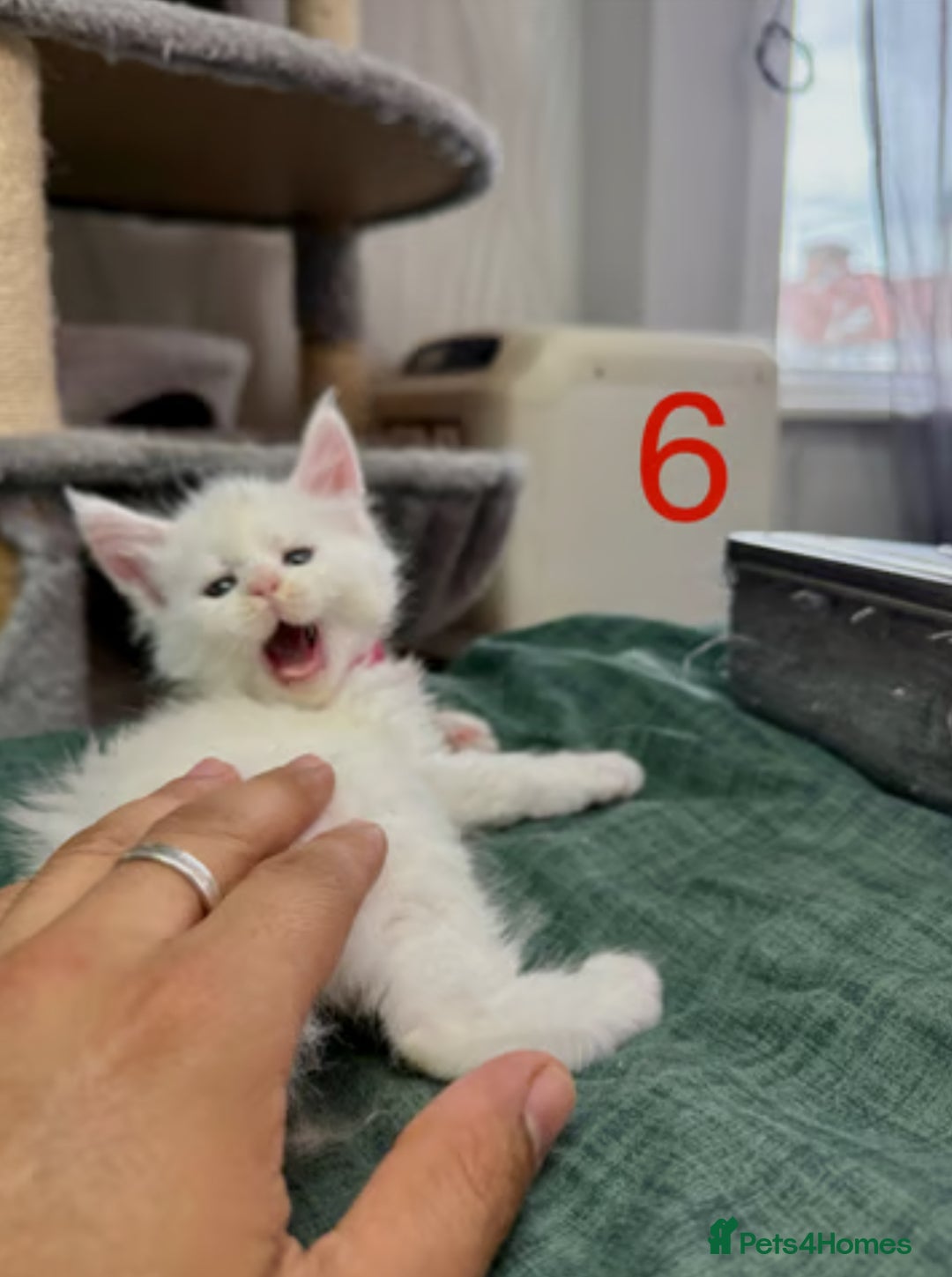 Maine Coon cats for sale: TICA Russian Maine Coons - Image 5