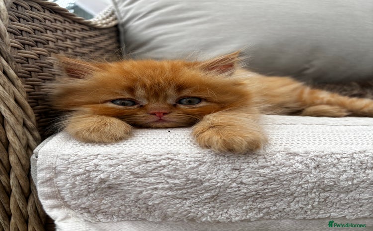 Persian cats - Advert 10