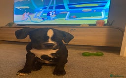 Boxer dogs for sale: Boxer pup 12 weeks old - Image 2