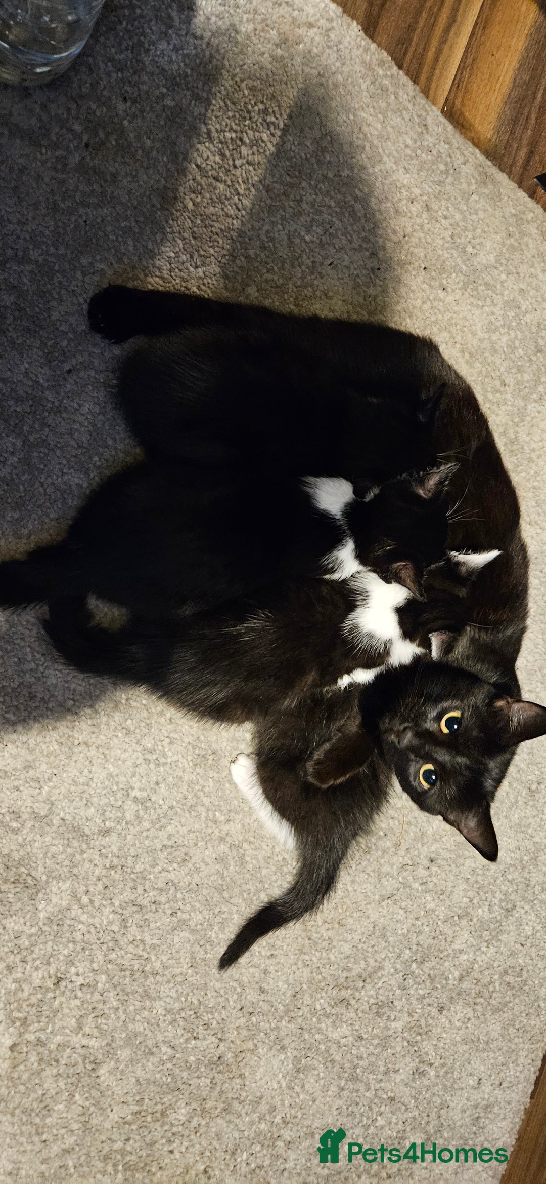 Mixed Breed cats for sale: 11 week old kittens ready for new homes  - Image 1