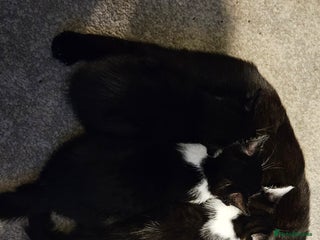 Mixed Breed cats - Advert 1