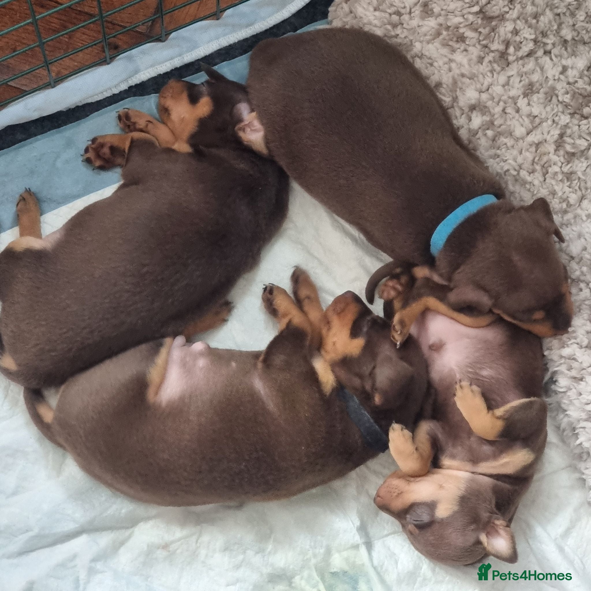 Miniature Pinscher dogs KC registered Miniature Pinscher chocolate and tan - Advert 1