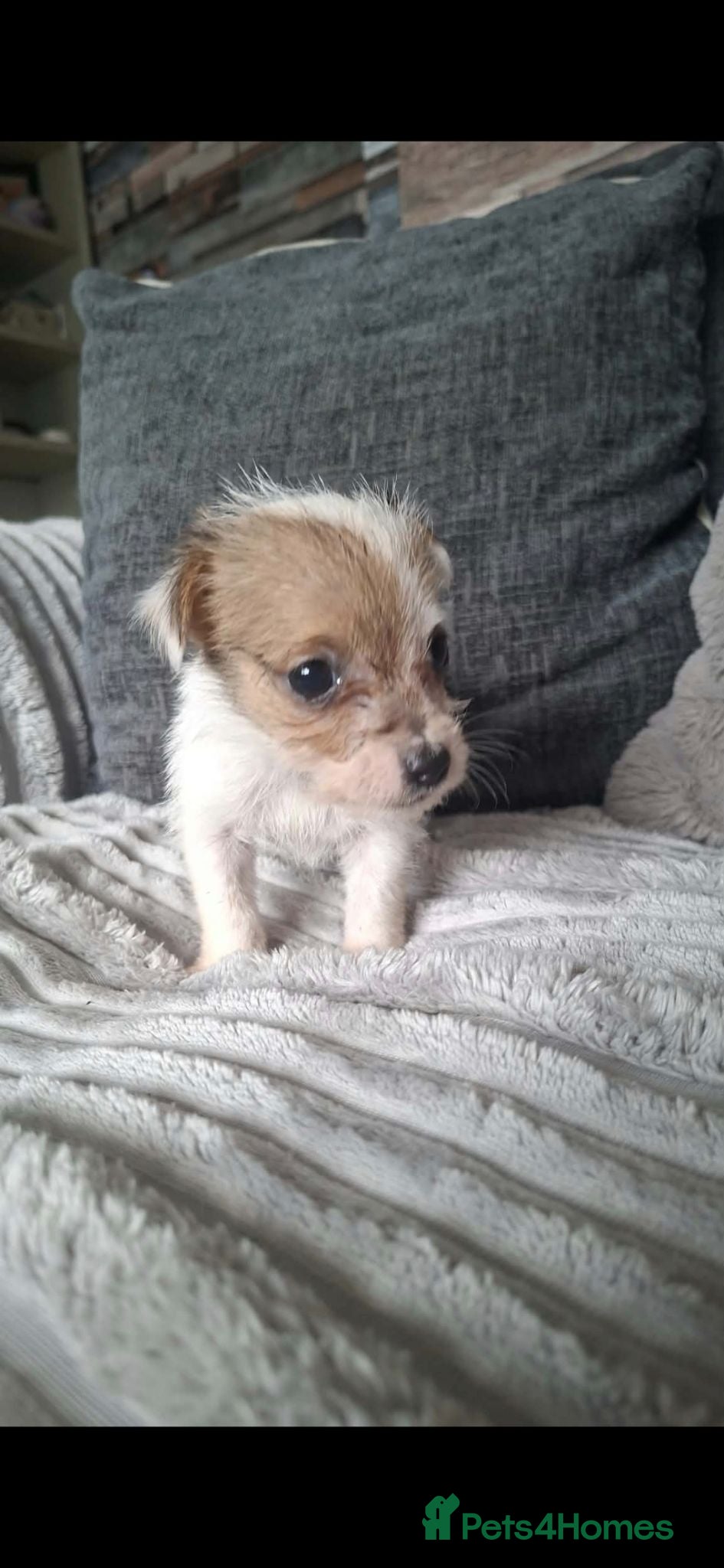 Jack Russell dogs Jack Russell  puppies  - Advert 1