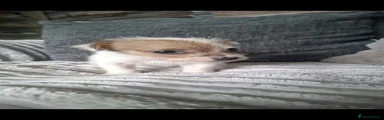 Jack Russell 4
