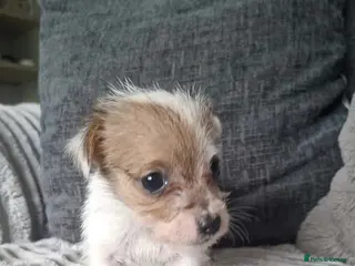 Jack Russell dogs Jack Russell puppies - Advert 1