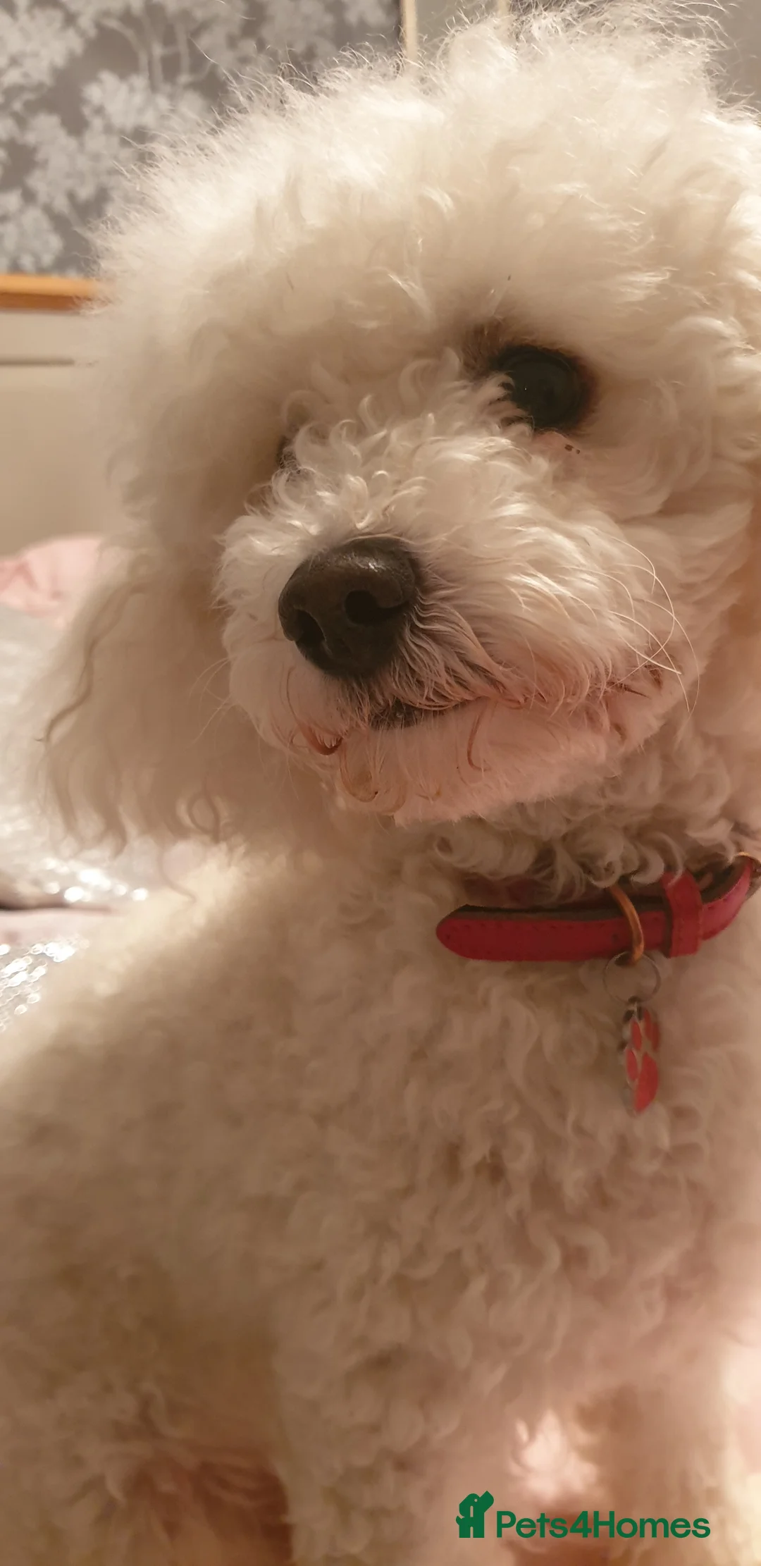 Miniature Poodle dogs for stud: Archie well Proven stud miniature poodle  in Chard - Advert 5